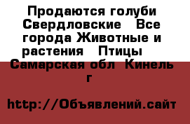 Продаются голуби Свердловские - Все города Животные и растения » Птицы   . Самарская обл.,Кинель г.